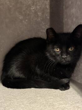 Viva -  Domestic Short Hair Cat for Adoption in Vancouver, Washington - Viva | PetCurious
