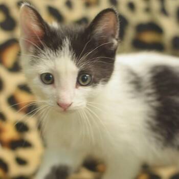 Preston Waters -  Domestic Short Hair Cat Available for Adoption in Belleville, Illinois - Preston Waters | PetCurious