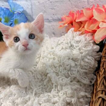 Mango -  Domestic Short Hair Cat for Adoption in Harrisonburg, Virginia - Mango | PetCurious