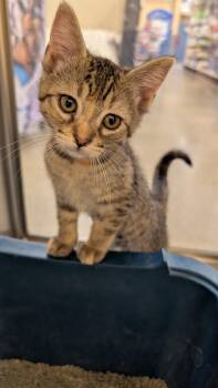 Laurie -  Domestic Short Hair Cat for Adoption in Missoula, Montana - Laurie | PetCurious