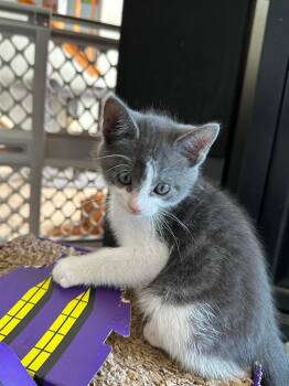 Skye -  Domestic Short Hair Cat for Adoption in Ephrata, Washington - Skye | PetCurious
