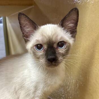Ares -  Siamese Cat for Adoption in Sonora, California - Ares | PetCurious