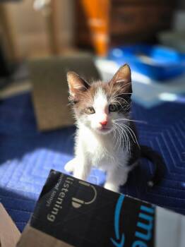 Rescue Domestic Medium Hair Cats for Adoption in Fitchburg, Massachusetts - Ranger | PetCurious