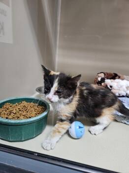 61279214 -  Domestic Medium Hair Cat for Adoption in Elko, Nevada - 61279214 | PetCurious