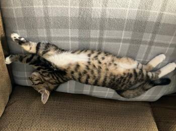 Bobbie -  Tabby Cat for Adoption in Wheeling, Illinois - Bobbie | PetCurious