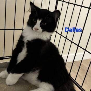 20260818-E2 Dallas -  Domestic Short Hair Cat for Adoption in Chehalis, Washington - 20260818-E2 Dallas | PetCurious