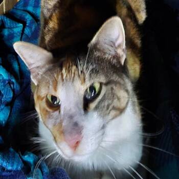 Barley -  Domestic Short Hair Cat for Adoption in Grantsville, Utah - Barley | PetCurious