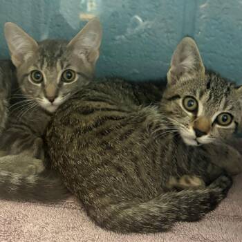 Tiny Diamond -  Domestic Short Hair Cat for Adoption in East Hanover, New Jersey - Tiny Diamond | PetCurious