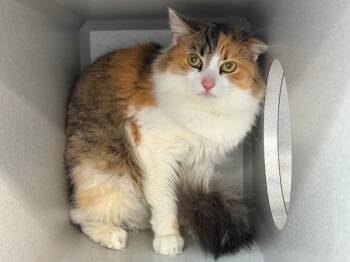 Domestic Short Hair Cats Available for Adoption - Babygirl Cali | PetCurious