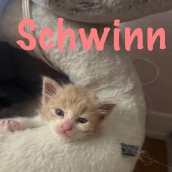 Schwinn -  Domestic Short Hair Cat for Adoption in Westminster, California - Schwinn | PetCurious