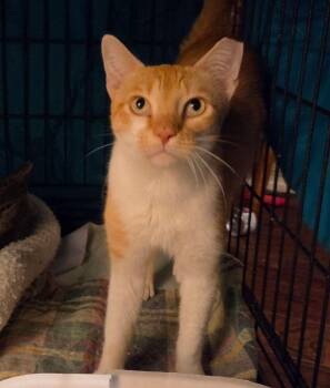 Orange Bomber NC -  Domestic Short Hair Cat for Adoption in Dallas, Texas - Orange Bomber NC | PetCurious