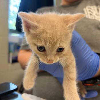 Mike Wazowski -  Domestic Short Hair Cat for Adoption in Charlottesville, Virginia - Mike Wazowski | PetCurious