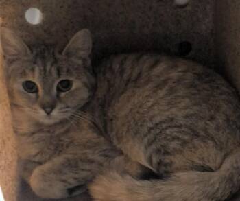 Domestic Short Hair Cats Available for Adoption in Anchorage, Alaska - JELLY | PetCurious
