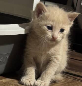 Domestic Short Hair Cats Available for Adoption in Port Washington, Wisconsin - Axl | PetCurious