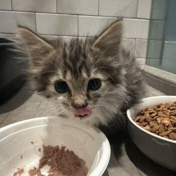 Paddington Bear -  Domestic Long Hair Cat for Adoption in Tipp City, Ohio - Paddington Bear | PetCurious