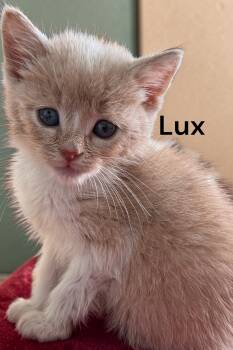 Lux -  Tabby Cat for Adoption in Weems, Virginia - Lux | PetCurious