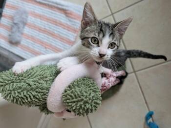 Beto -  Domestic Short Hair Cat for Adoption in Houston, Texas - Beto | PetCurious