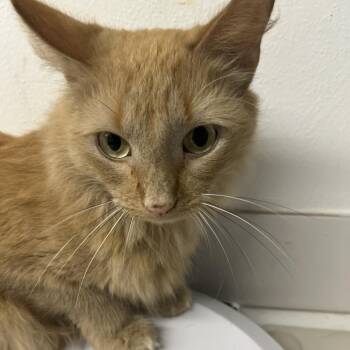 Sawyer -  Domestic Long Hair Cat for Adoption in St. Louis, Missouri - Sawyer | PetCurious