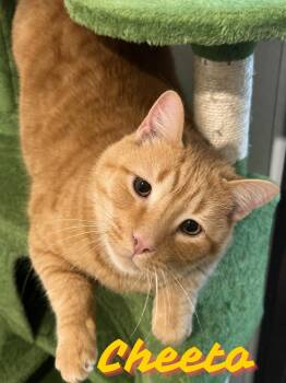 Chetto  -  Domestic Short Hair Cat Available for Adoption in Barton, Vermont - Chetto  | PetCurious