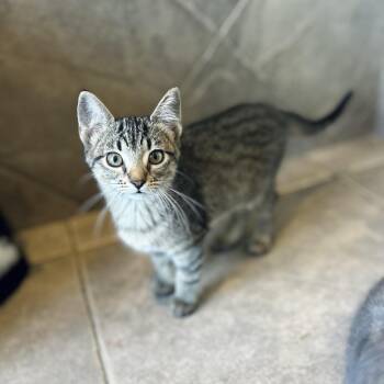 Jane -  American Shorthair Cat for Adoption in Seguin, Texas - Jane | PetCurious