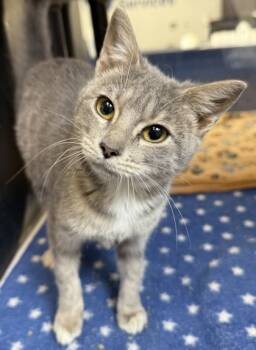 Rescue Domestic Short Hair Cats for Adoption in Grapevine, Texas - Wendy | PetCurious