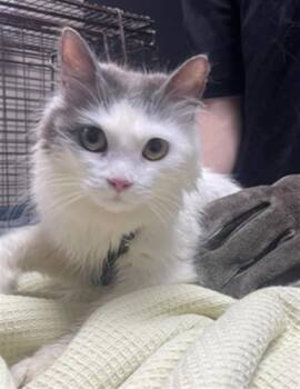 GHOST FACE -  Domestic Long Hair Cat for Adoption in Redlands, California - GHOST FACE | PetCurious