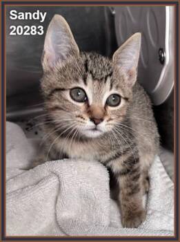SANDY (see SPONGEBOB, PATRICK, & SQUIDWARD) -  Domestic Short Hair and Tabby Cat for Adoption in Marietta, Georgia - SANDY (see SPONGEBOB, PATRICK, & SQUIDWARD) | PetCurious