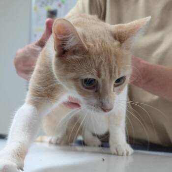 Leah -  Domestic Short Hair Cat for Adoption in Canton, Illinois - Leah | PetCurious