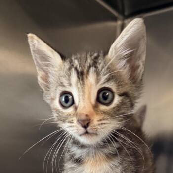 Cheshire -  Domestic Short Hair Cat for Adoption in Palm Springs, California - Cheshire | PetCurious