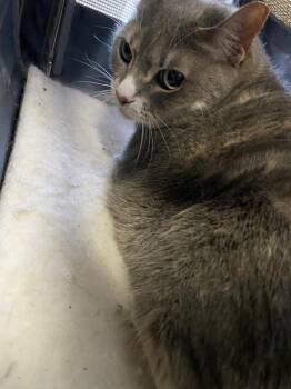 Daisy -  Domestic Short Hair Cat for Adoption in Fort Walton Beach, Florida - Daisy | PetCurious