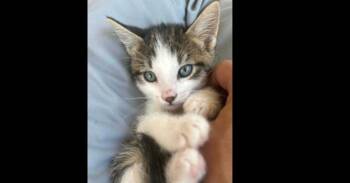 Domestic Short Hair Cats Available for Adoption in Groveland, Massachusetts - Anchor | PetCurious