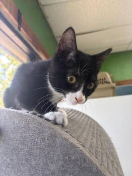 Ralph -  Domestic Short Hair Cat for Adoption in Fort Worth, Texas - Ralph | PetCurious