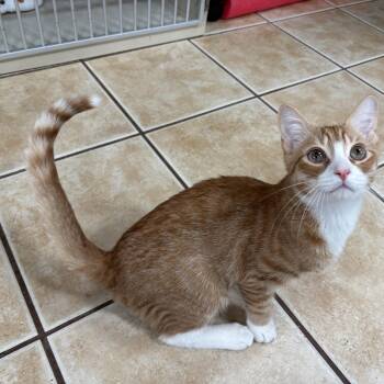 Rescue Domestic Short Hair Cats for Adoption in Hamilton Township, New Jersey - ALBIE (& MAX) | PetCurious