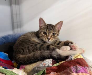 Lillee -  Domestic Short Hair Cat for Adoption in Raleigh, North Carolina - Lillee | PetCurious