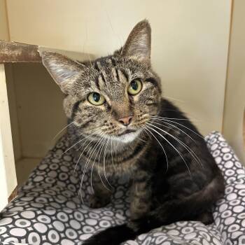 Lizzy -  Domestic Short Hair Cat for Adoption in Mokena, Illinois - Lizzy | PetCurious