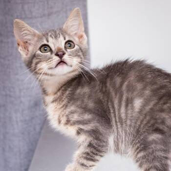 Hoagie P Gillian Jr -  Domestic Short Hair Cat for Adoption in Hattiesburg, Mississippi - Hoagie P Gillian Jr | PetCurious