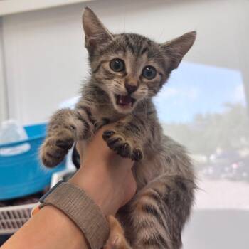 Gem -  Domestic Short Hair Cat for Adoption in Corpus Christi, Texas - Gem | PetCurious