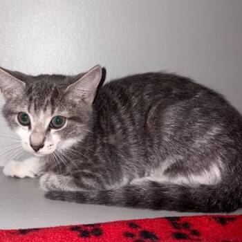 Raven -  Domestic Short Hair Cat for Adoption in Sarasota, Florida - Raven | PetCurious
