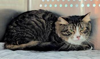 FLUFFY -  Domestic Medium Hair Cat for Adoption in Fort Lauderdale, Florida - FLUFFY | PetCurious