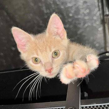 Rescue Tabby Cats for Adoption in Fletcher, Oklahoma - BISCUIT | PetCurious