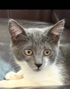 Mochi -  Tuxedo Cat for Adoption in Westlake Village, California - Mochi | PetCurious