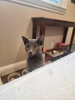 Star -  Domestic Short Hair and Russian Blue Cat for Adoption in Morgan Hill, California - Star | PetCurious