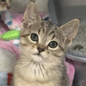 Domestic Short Hair Cats Available for Adoption in Saratoga Springs, New York - Clover | PetCurious