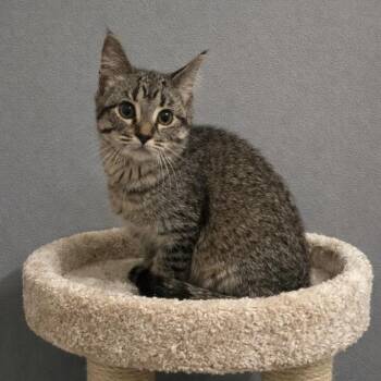 Tabby and Abyssinian Cats Available for Adoption - Mia | PetCurious