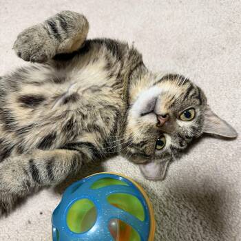 Coco -  Tabby and Domestic Short Hair Cat for Adoption in UNIVERSITY PA, Maryland - Coco | PetCurious