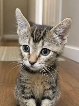 Lucas -  Domestic Short Hair Cat for Adoption in Sioux Falls, South Dakota - Lucas | PetCurious