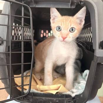 Rinaldo -  Domestic Short Hair Cat for Adoption in Warren, New Jersey - Rinaldo | PetCurious