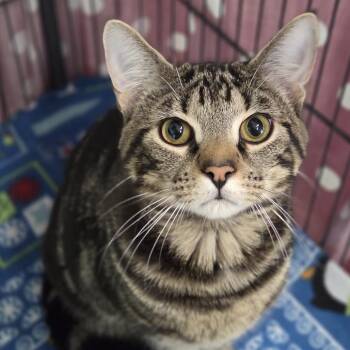 Teddy -  Domestic Short Hair Cat for Adoption in Pittsford, Vermont - Teddy | PetCurious