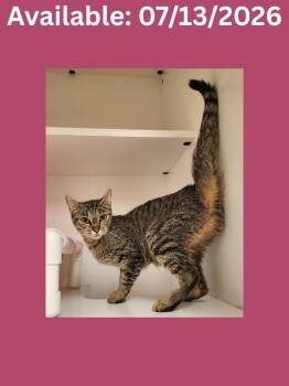 Cat Condo #19 Mama -  Domestic Short Hair Cat for Adoption in Greenville, Texas - Cat Condo #19 Mama | PetCurious