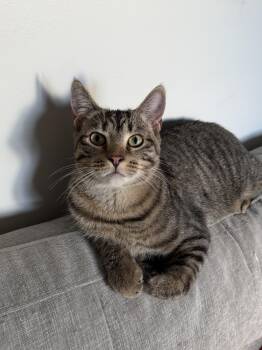 Charlie -  Domestic Short Hair Cat for Adoption in South Lyon, Michigan - Charlie | PetCurious